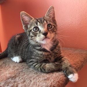 Fundraising Page: Foster Squad